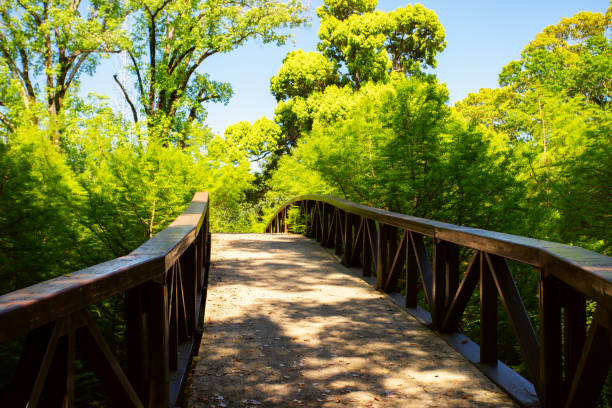 istock Park background, Serene atmosphere, Outdoor space, Nature scenery 1493812627