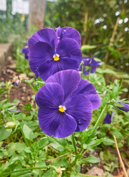 Two blue pansy flowers, macro, on a natural background. stock photo