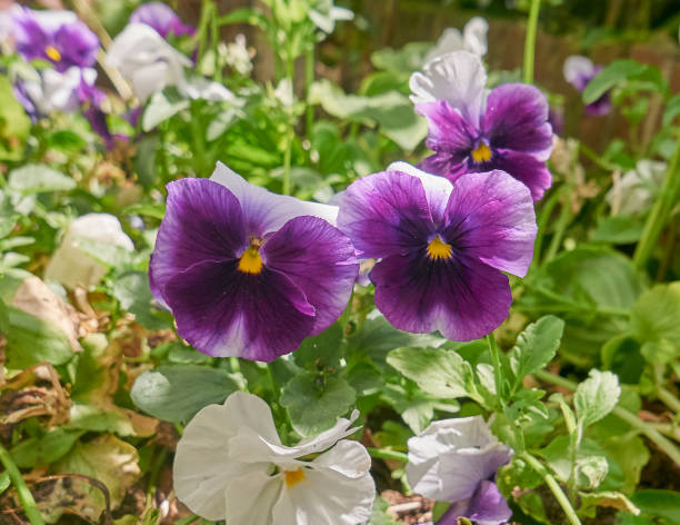 Two purple pansy flowers, macro on a natural background. stock photo