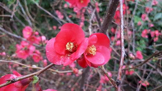 red flowers