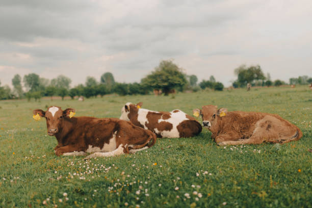 istock Herd of cute cows in a field 1493815092