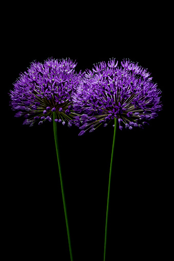 Close up of a purple allium flower.