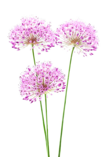 istock Purple Allium Flower 1493815739