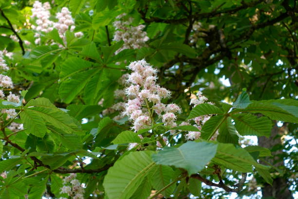 istock 9. White chestnut flower among green leaves 1493815830
