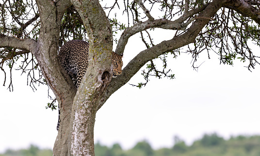 African Leopard watching from a tree for hunting.
