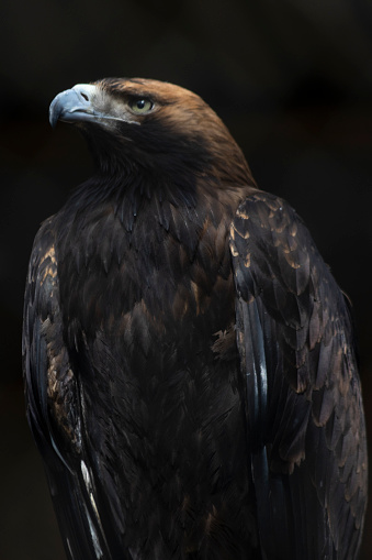 A close-up of a golden eagle