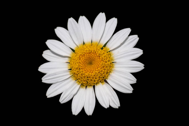 istock Colorful daisies isolated on black background. 1493818409