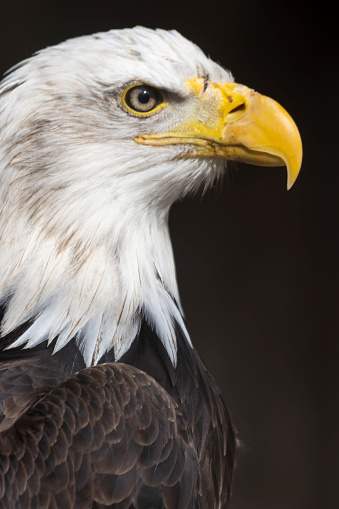 Close-up of a bald eagle’s head.