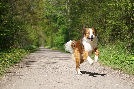 Portrait of a pretty brown white mixed breed dog running on a narrow sandy path in the park