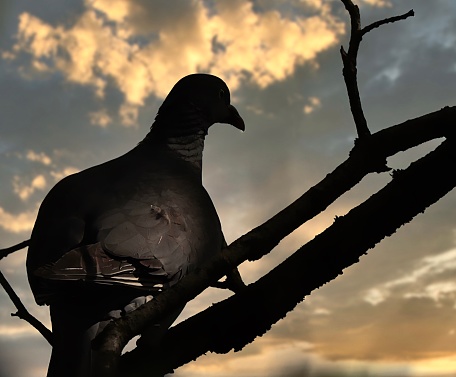 dove, pigeon, sunset, cloudy sky, colorful, spirtual, backgrounds