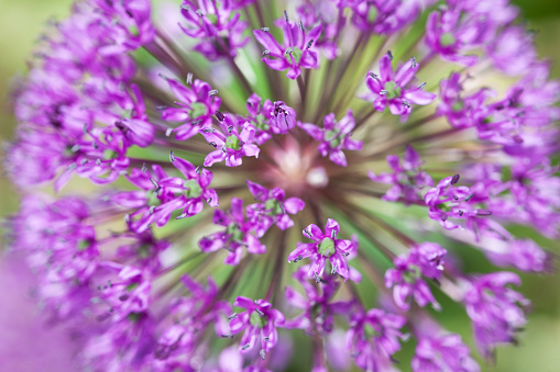 Close up of a purple allium flower.