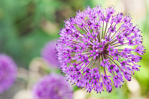 Close up of a purple allium flower.