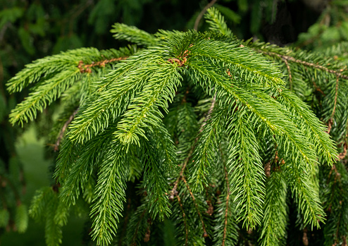 Close-up of young spruce needles on blurry background