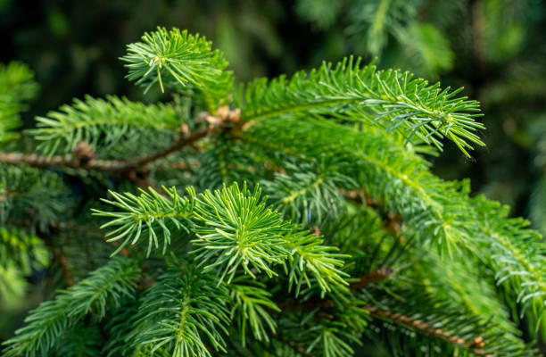 istock Close-up of young spruce needles 1493822560