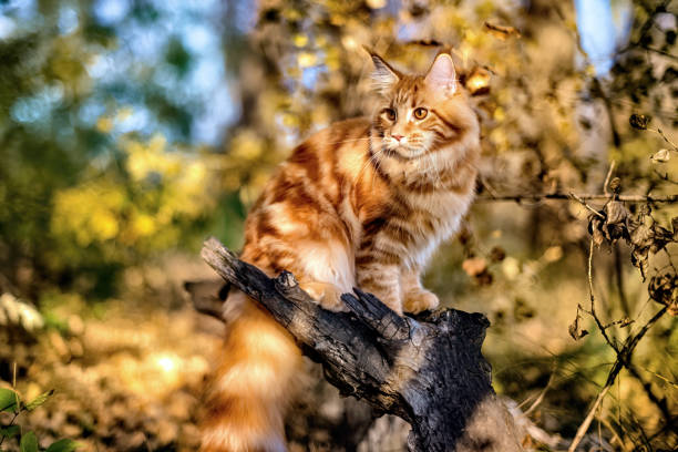 istock A big red maine coon kitten. 1493822680