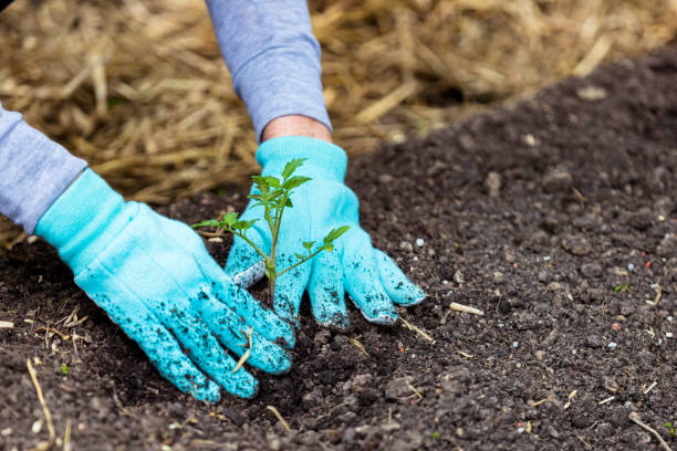 istock Fresh vegetables being planted in garden. 1493822817