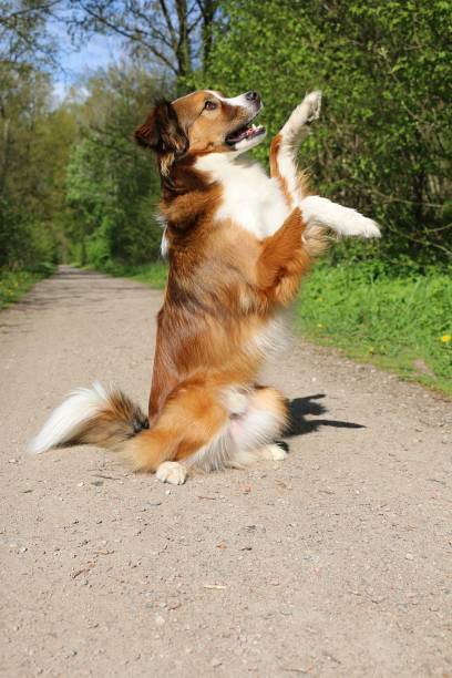 un portrait d’un beau chien brun blanc métis assis sur un chemin sablonneux dans le parc et faisant des mâles - sandy brown photos photos et images de collection