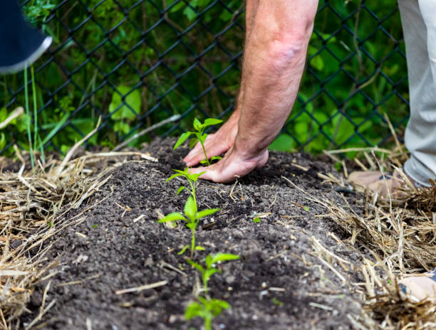 istock Fresh vegetables being planted in garden. 1493822930