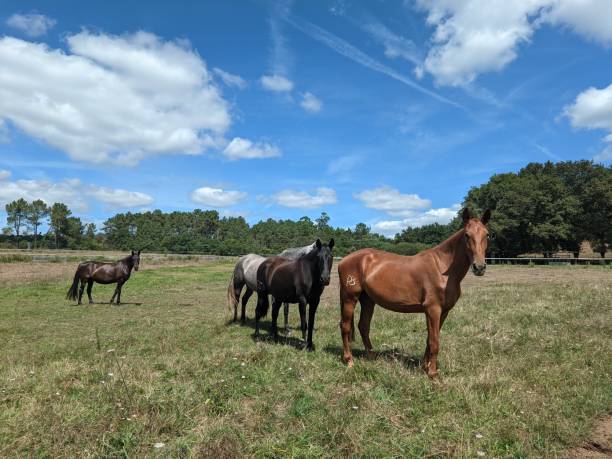 istock WILD HORSES IN THE FIELD 1493823447