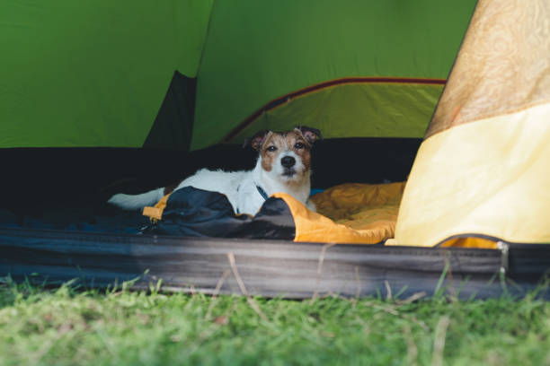 istock Dog relaxing in camping tent after long hiking day 1493824368
