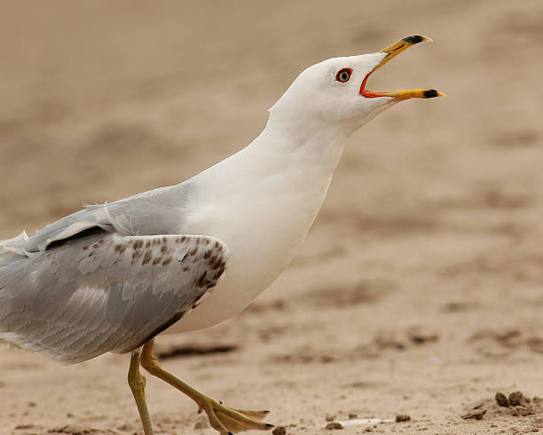 istock Closeup of Ring-billed Gull Calling 149382547