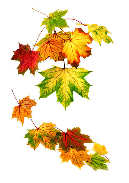 istock Colorful autumn leaves falling down 149382557