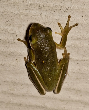 American Green Tree Frog (Dryophytes cinereus) or Hyla Cinerea hunting for insects on a wall exterior in a residential area of Houston, TX.