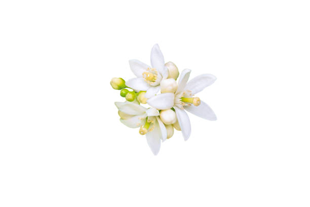 오렌지 나무 흰색 꽃과 꽃봉오리 무리 는 흰색에 고립 - agriculture branch cut flowers citrus fruit 뉴스 사진 이미지