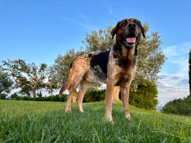 chien de race mixte devant des oliviers en toscane, italie - 5946 photos et images de collection