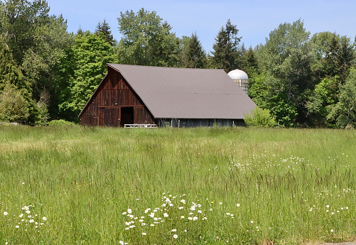 Countryside Landscape in Omaha, Nebraska with a Barn and yellow flowers
