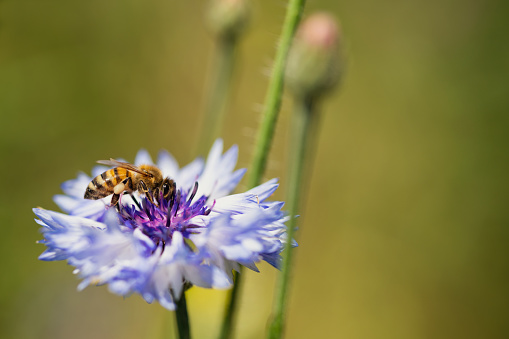 A Bee eating in a Cornflower.