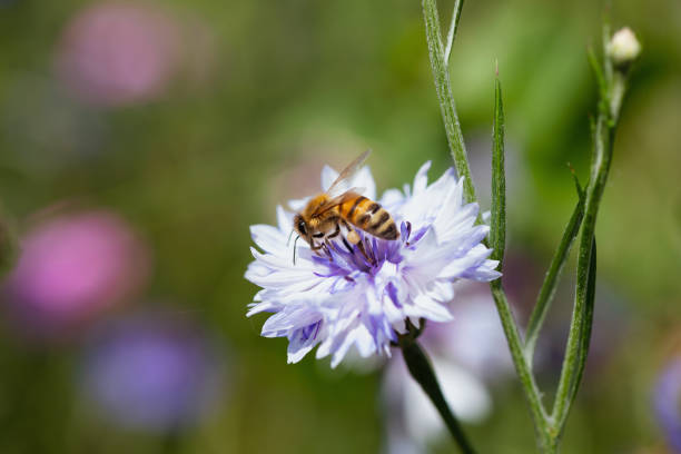 istock Image of a Bee on top of a Cornflower. 1493831605