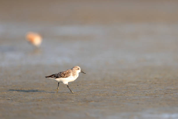 istock Sea bird : adult Spoon-billed sandpiper (Calidris pygmaea). 1493835788
