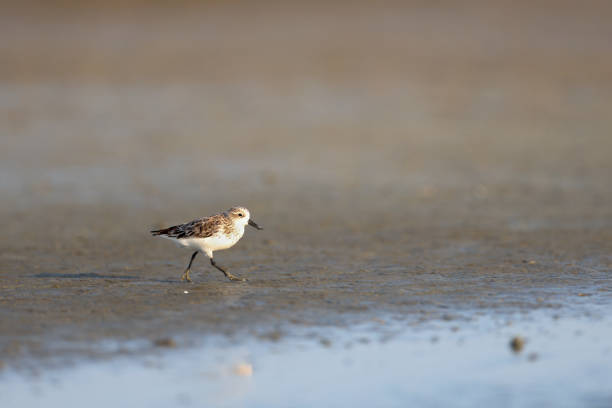 Sea bird : adult Spoon-billed sandpiper (Calidris pygmaea).