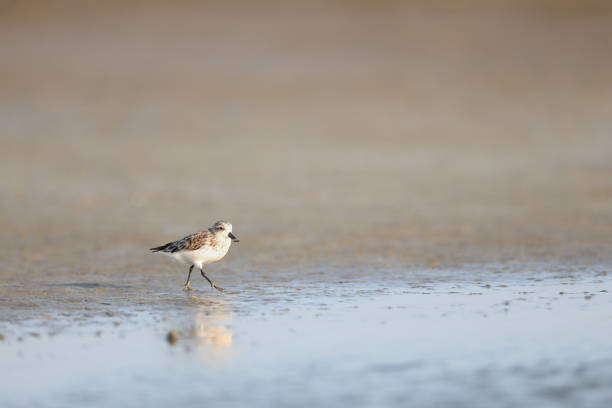 istock Sea bird : adult Spoon-billed sandpiper (Calidris pygmaea). 1493835792