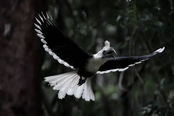 Closed up portrait of beautiful hornbill bird, adult male White-crowned hornbill, also known as Long-crested hornbill, or White-crested hornbill, uprisen angle view, front shot, in the morning spread wings and flying under the clear sky in nature of tropical rainforest, national park in southern Thailand.