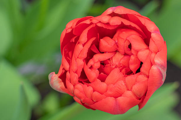 istock red tulip bud close-up on a beautiful background 1493835920