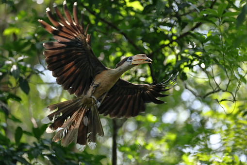 Closed up beautiful hornbill bird, adult male Austen's Brown hornbill, uprisen angle view, front shot, spread wings and flying closely under the clear sky with food in beak for feeding young bird in bird's nest on tropical tree trunk in nature of tropical dry forest, national park in northeastern Thailand.