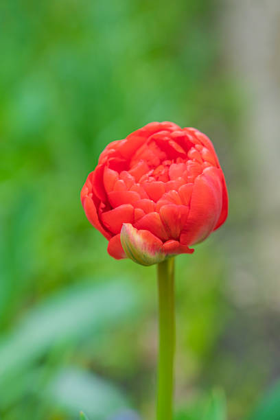 istock red tulip bud close-up on a beautiful background 1493836018
