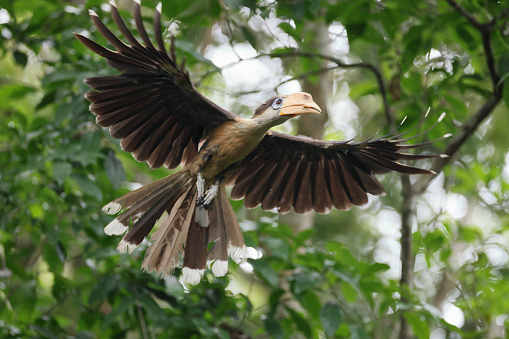 Closed up beautiful hornbill bird, adult male Austen's Brown hornbill, uprisen angle view, front shot, spread wings and flying closely under the clear sky with food in beak for feeding young bird in bird's nest on tropical tree trunk in nature of tropical dry forest, national park in northeastern Thailand.