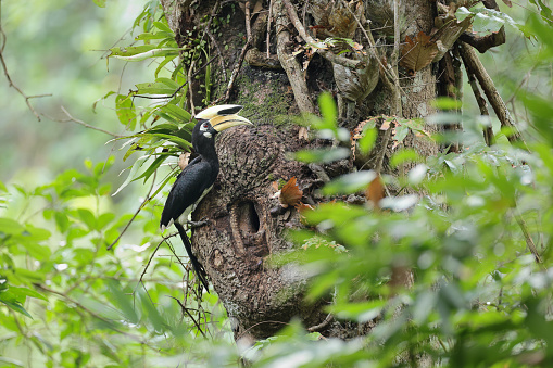 Beautiful Indo-Malayan pied hornbill bird, adult male Oriental pied hornbill, uprisen angle view, side shot, perching on front of bird's nest, feeding young bird in the hole of tropical tree trunk covering  with green moss and fern in the morning, in nature of tropical dry forest, national park in northeastern Thailand.