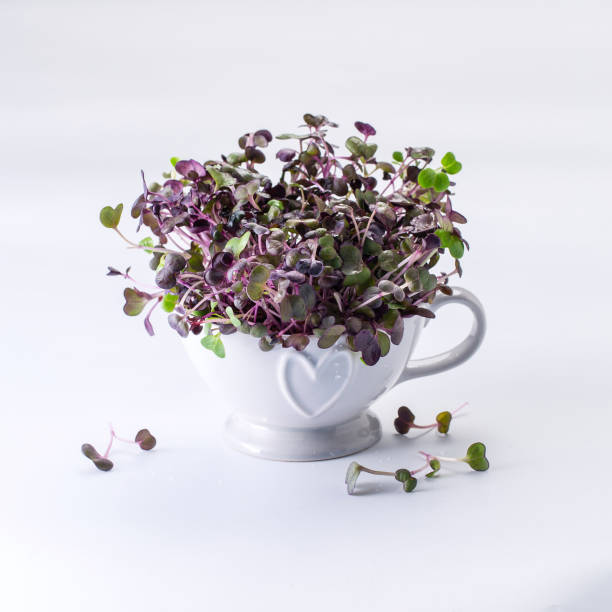 Young microgreens in white bowl stock photo