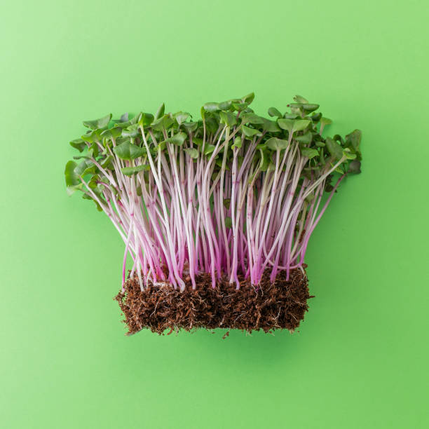 Young vegetable microgreens in coconut coir stock photo