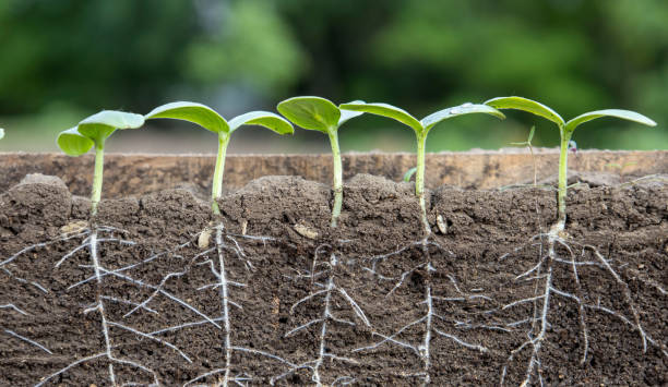 istock Young shoots of cucumbers with roots 1493841725