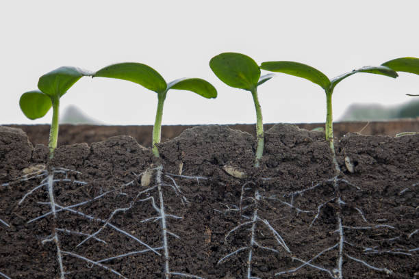 istock Young sprouts of cucumbers with roots on a white background 1493841731