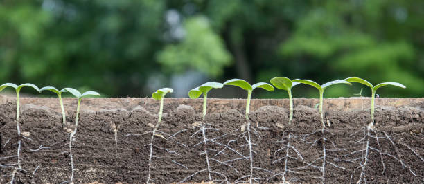 istock Young shoots of cucumbers with roots 1493841776