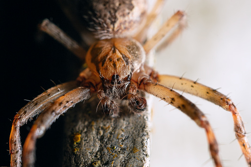 Adult male of European garden spider (Araneus diadematus) closeup portrait. Also known as cross orbweaver spider