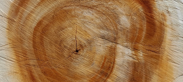 heartwood texture background. Round tree structure. Tree ring background. Wooden floor round base texture. brown yellow