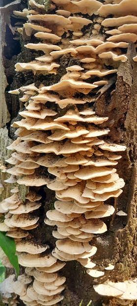 Mushrooms on rotting tree stumps in forest, Laetiporus sulphureus mushroom - also known as sulfur shelf fungus