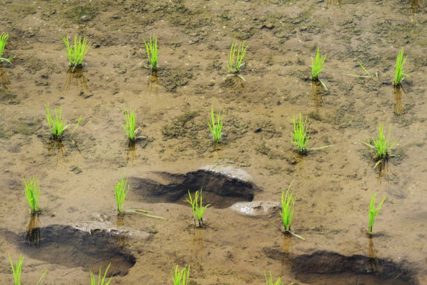 初夏の田んぼのイメージ風景 - mud terrain ストックフォトと画像